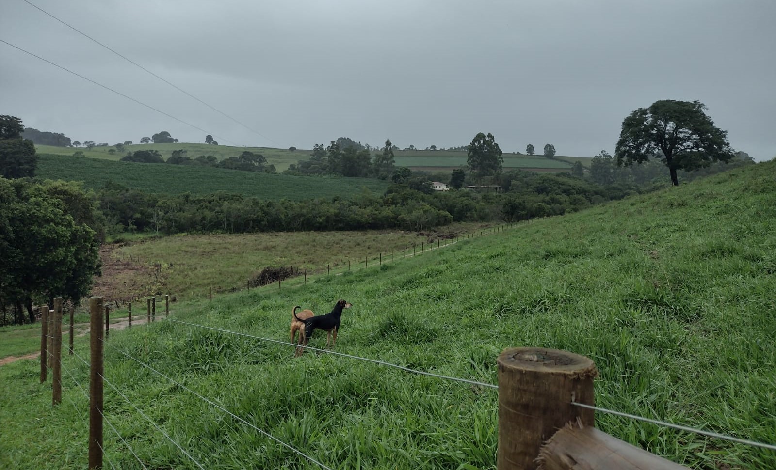 Chácara à venda com 2 quartos, 270000m² - Foto 10