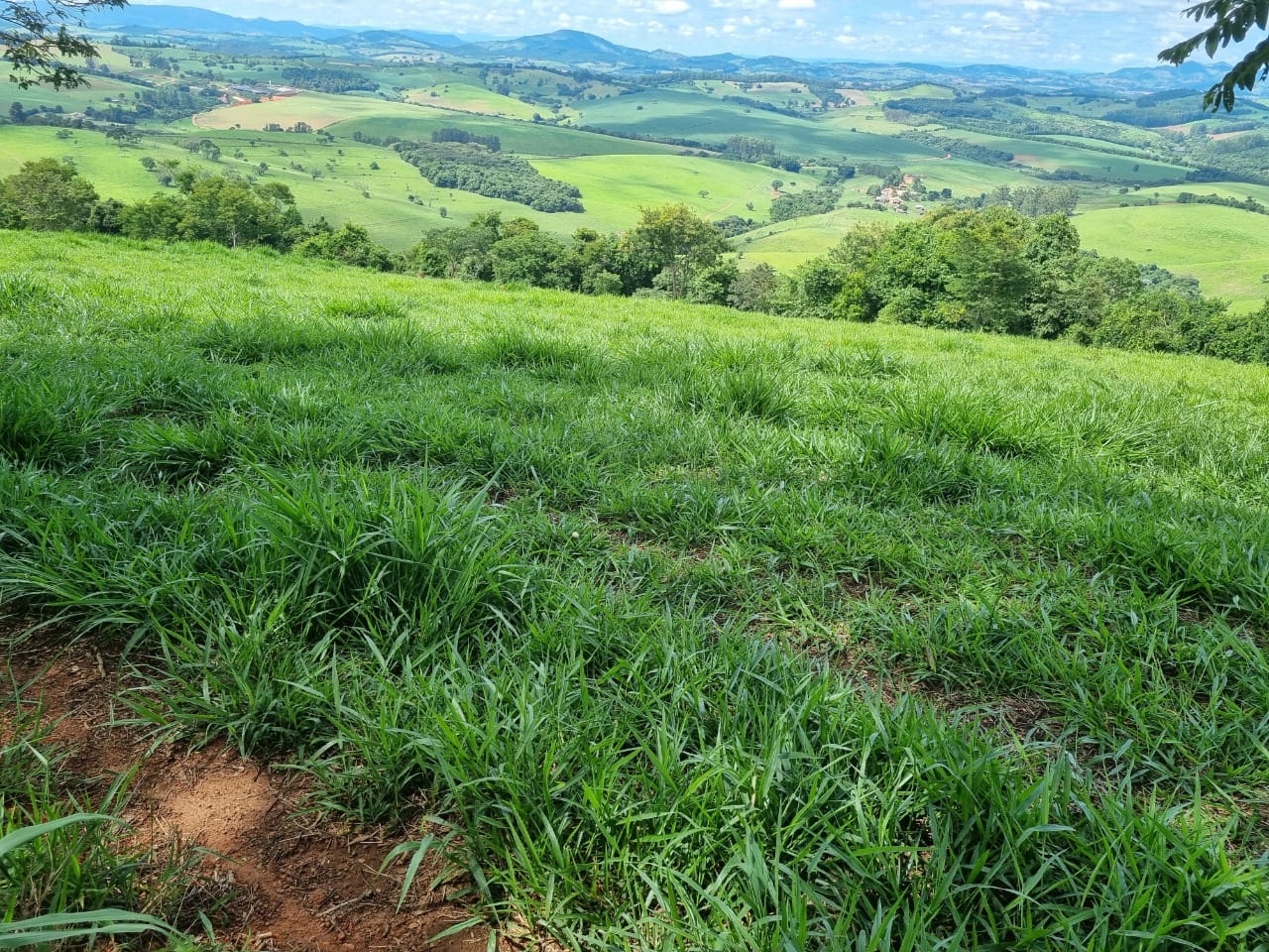 Chácara à venda com 1 quarto, 6590000m² - Foto 6