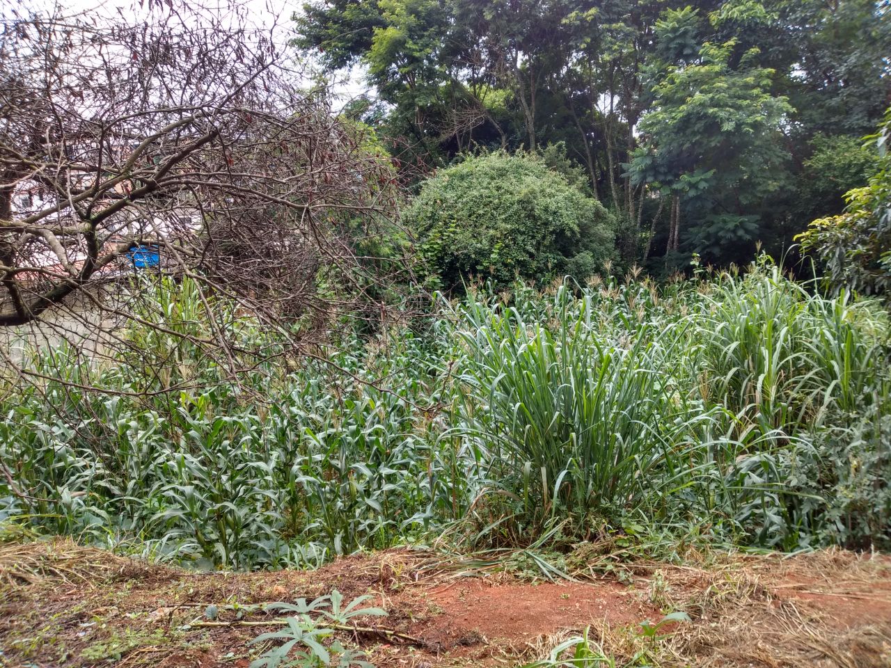 Terreno à venda, 500m² - Foto 7