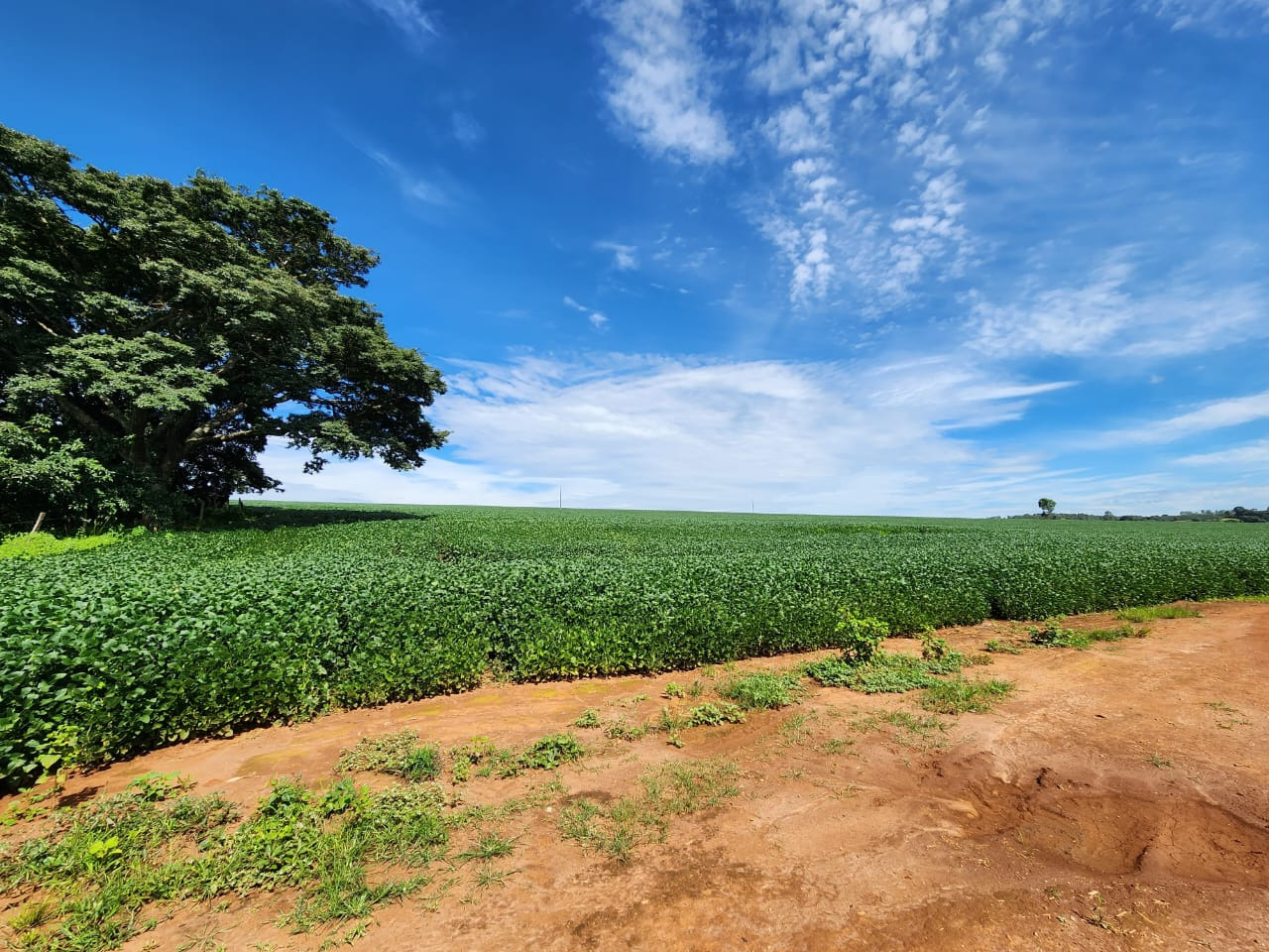 Chácara à venda com 3 quartos, 2030000m² - Foto 13