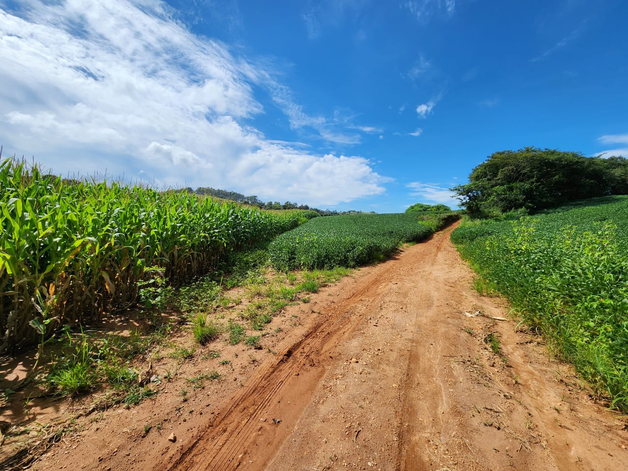 Chácara à venda com 3 quartos, 2030000m² - Foto 12