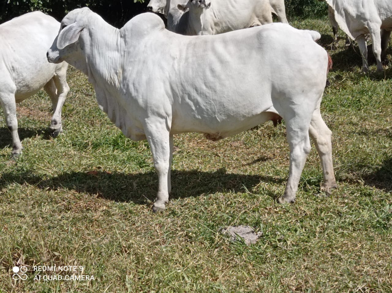 Chácara à venda com 1 quarto, 8900000m² - Foto 11