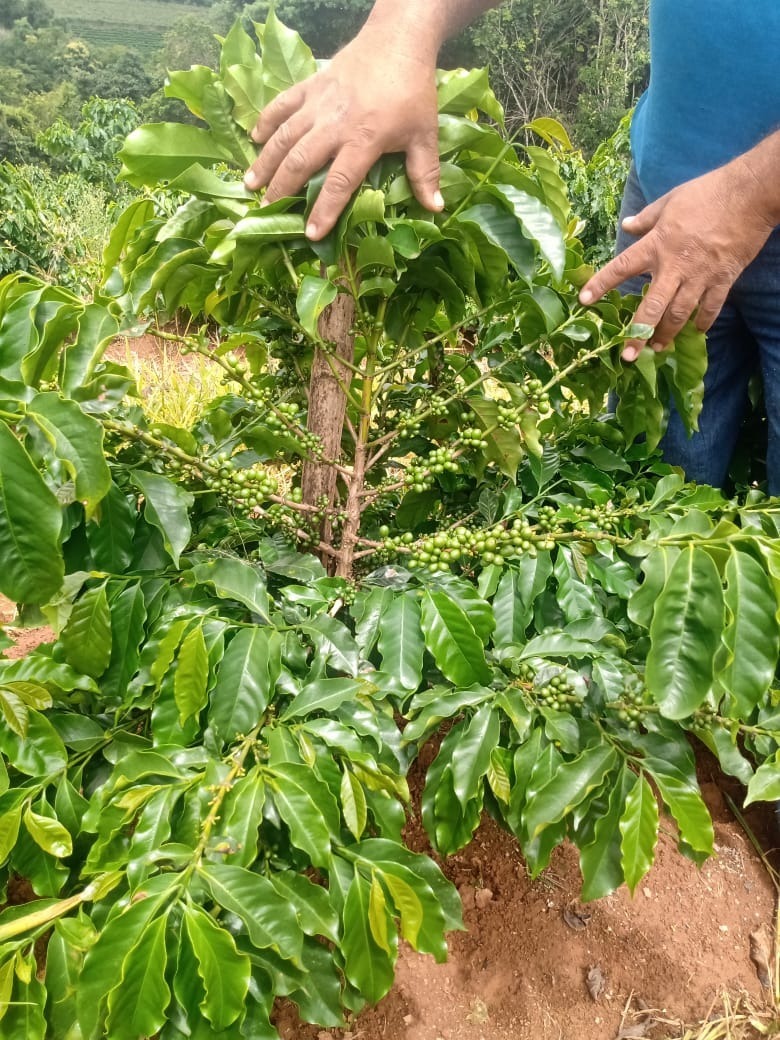 Chácara à venda com 1 quarto, 600000m² - Foto 15