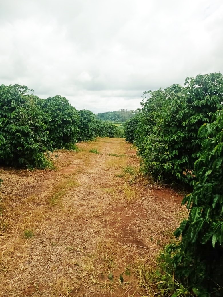 Chácara à venda com 1 quarto, 600000m² - Foto 5