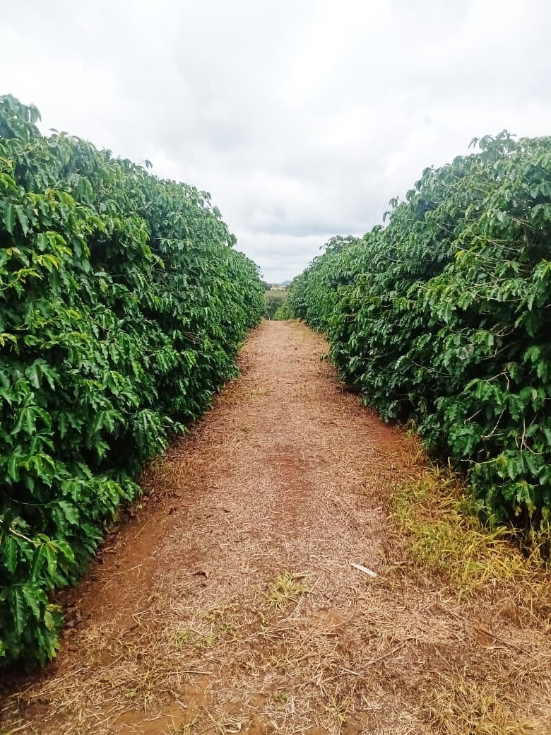 Chácara à venda com 1 quarto, 600000m² - Foto 2