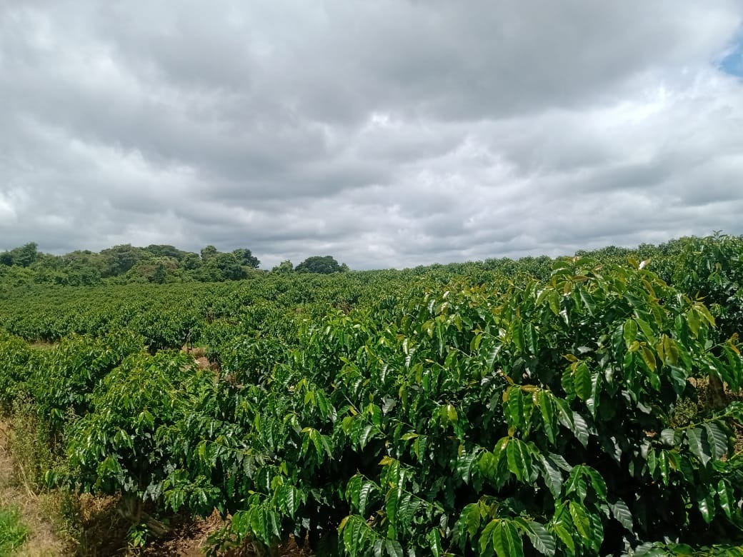 Chácara à venda com 1 quarto, 600000m² - Foto 6