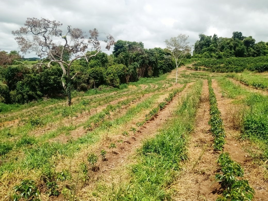 Chácara à venda com 1 quarto, 600000m² - Foto 7