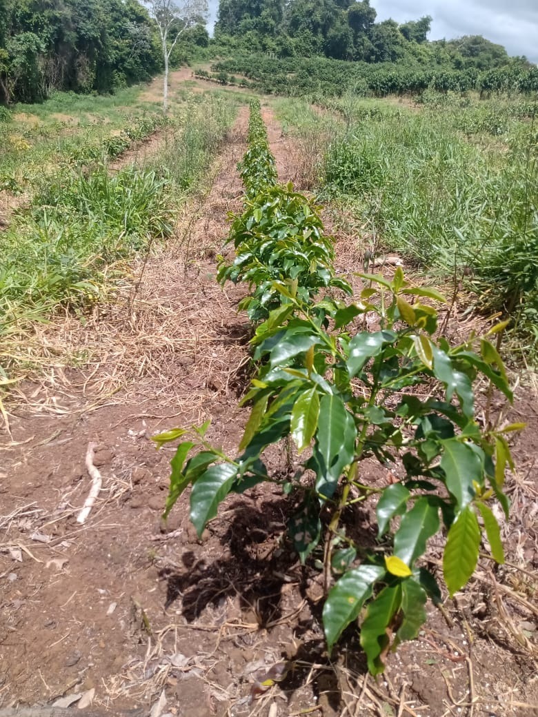 Chácara à venda com 1 quarto, 600000m² - Foto 13