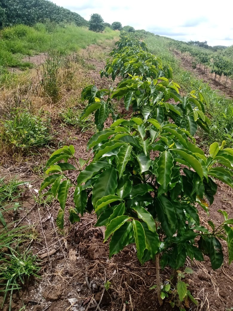 Chácara à venda com 1 quarto, 600000m² - Foto 14