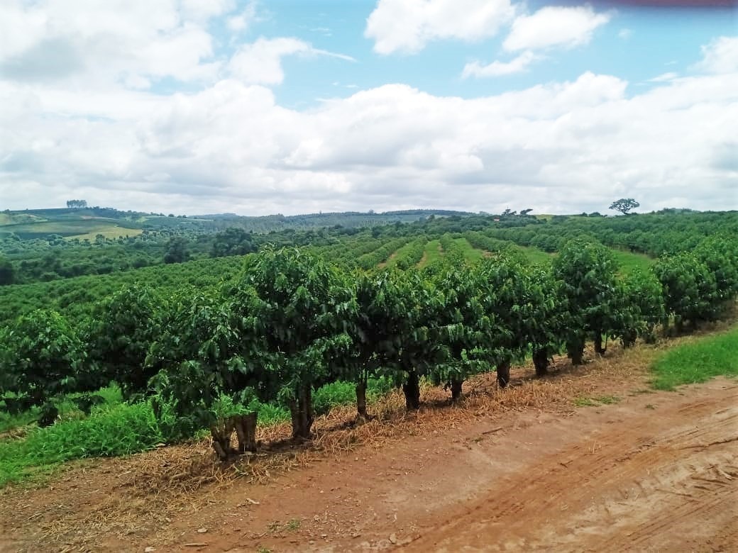 Chácara à venda com 1 quarto, 600000m² - Foto 9