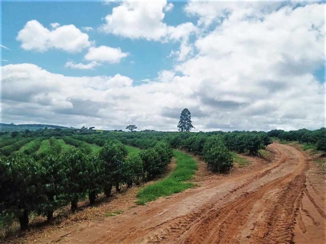 Chácara à venda com 1 quarto, 600000m² - Foto 10