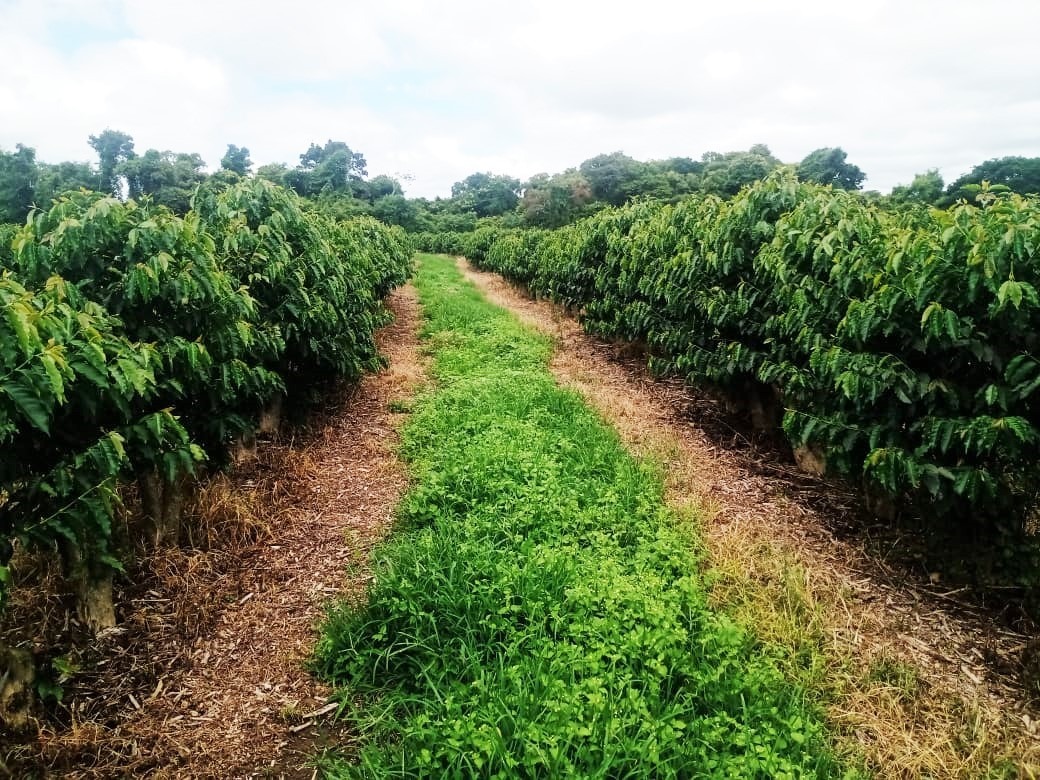 Chácara à venda com 1 quarto, 600000m² - Foto 11