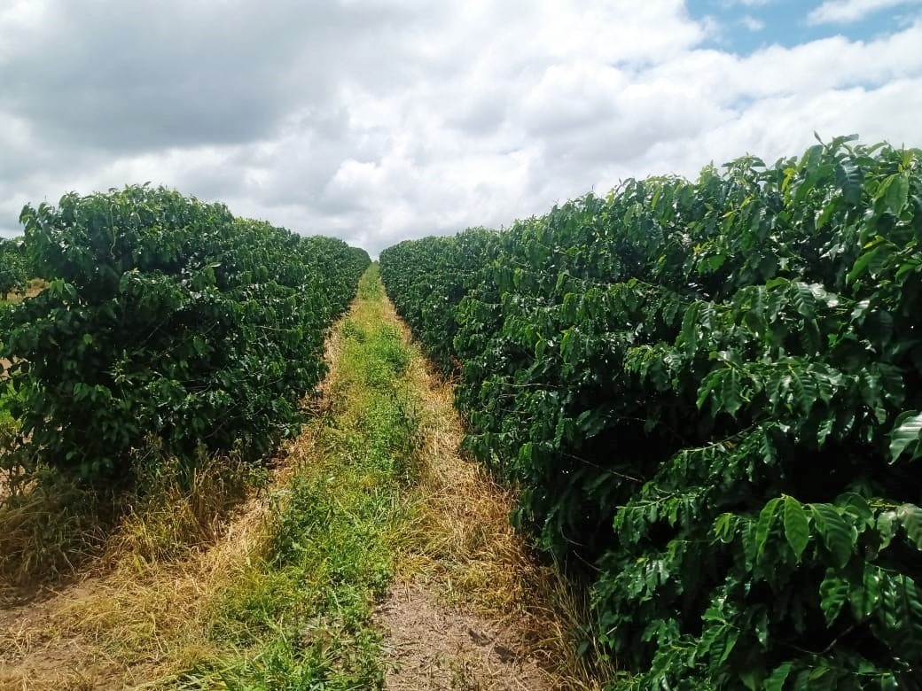 Chácara à venda com 1 quarto, 600000m² - Foto 1