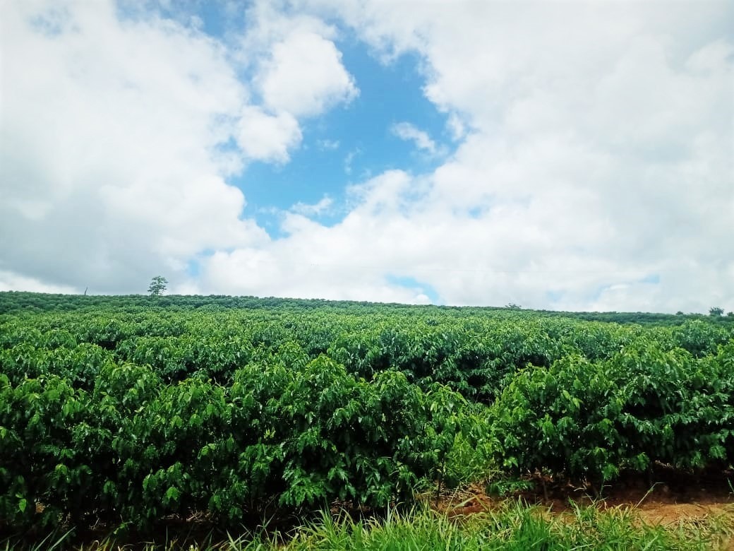 Chácara à venda com 1 quarto, 600000m² - Foto 25