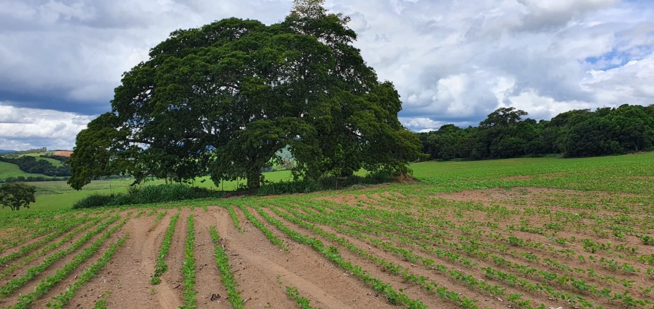 Chácara à venda com 1 quarto, 774400m² - Foto 17