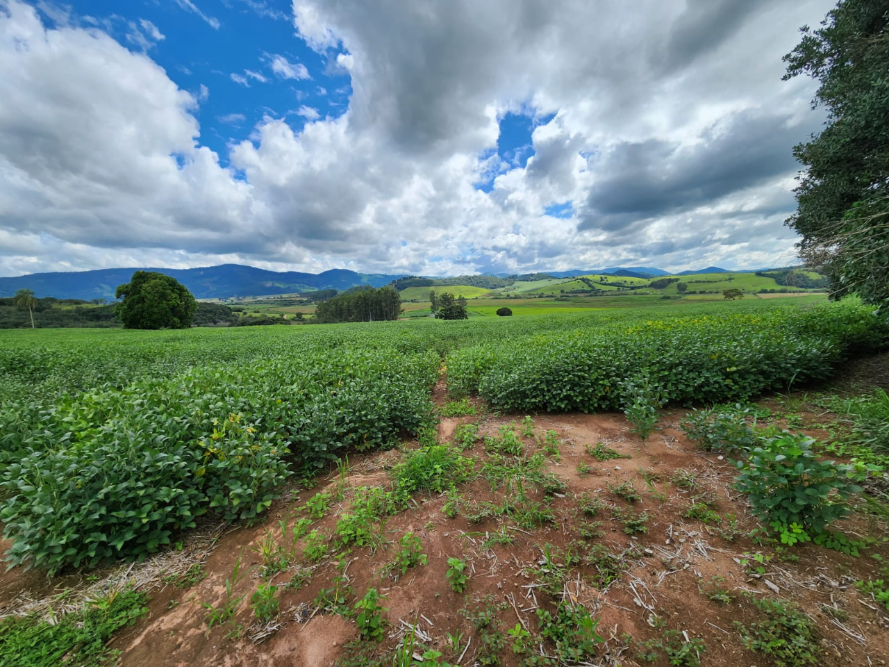 Chácara à venda com 1 quarto, 774400m² - Foto 5