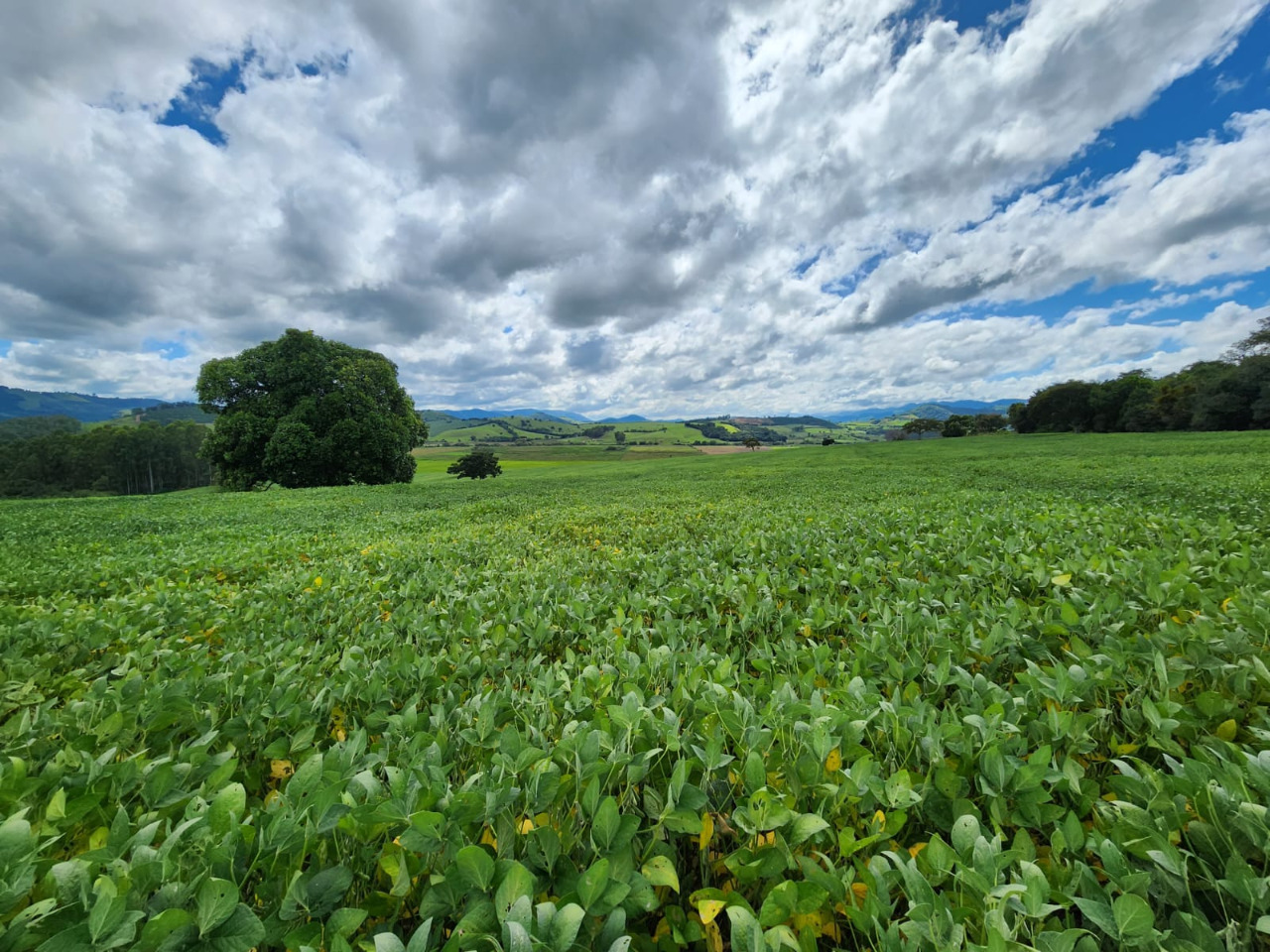 Chácara à venda com 1 quarto, 774400m² - Foto 1