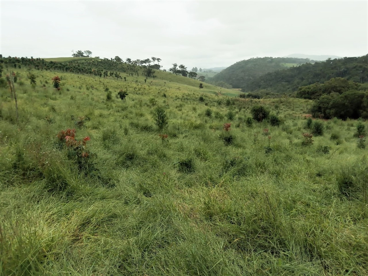 Chácara à venda com 2 quartos, 1308000m² - Foto 24