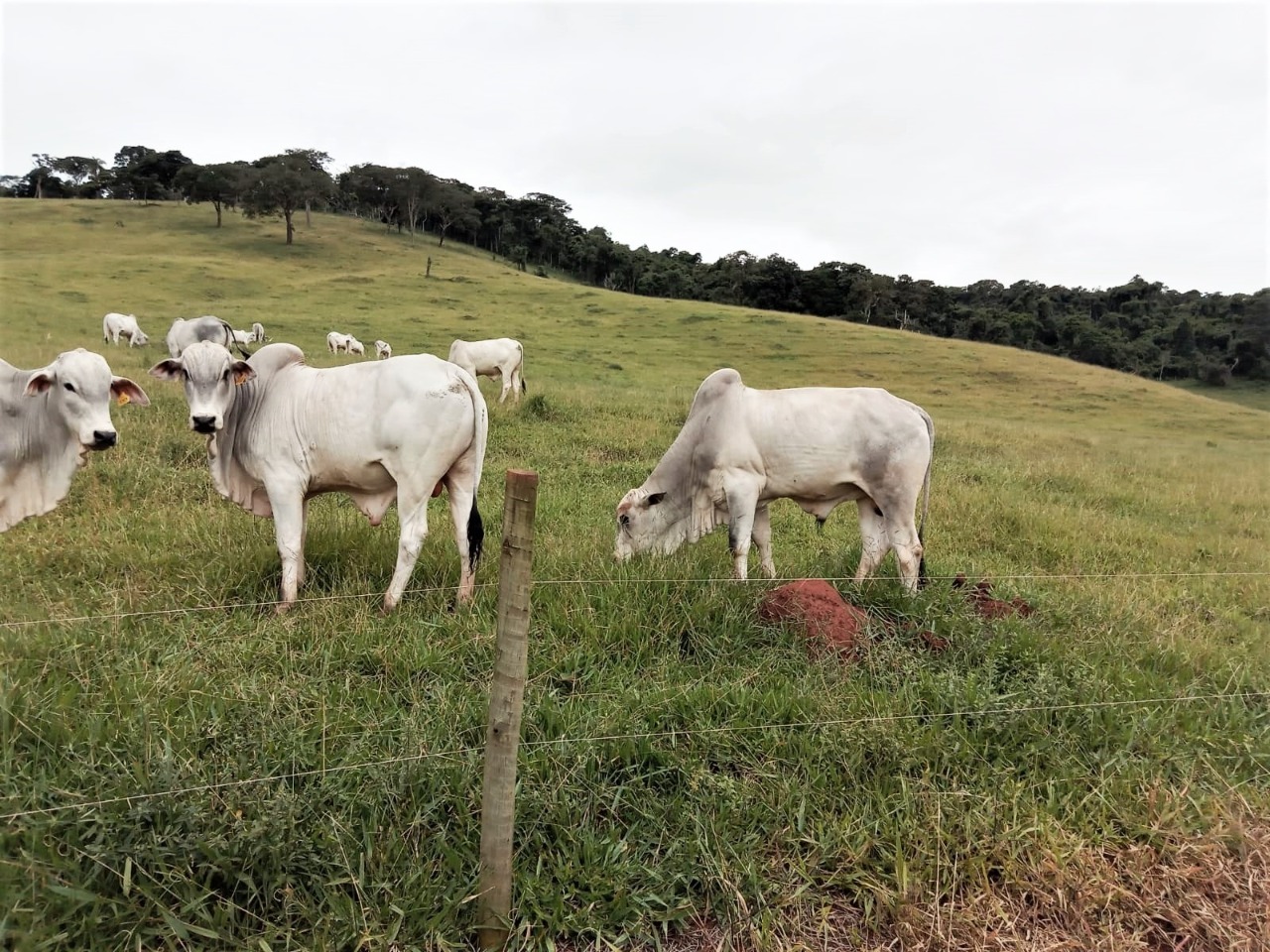 Chácara à venda com 2 quartos, 1308000m² - Foto 16