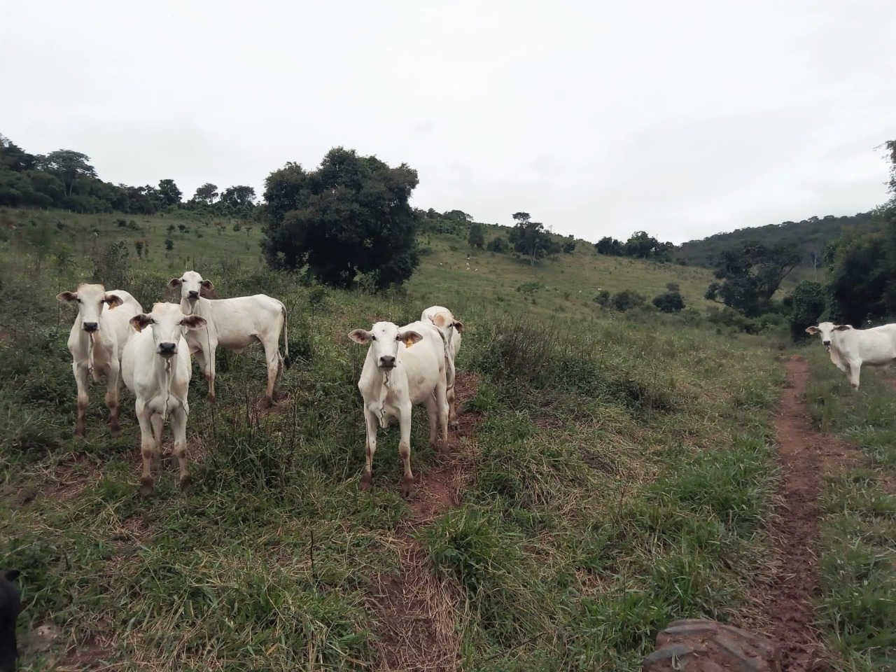 Chácara à venda com 2 quartos, 1308000m² - Foto 17