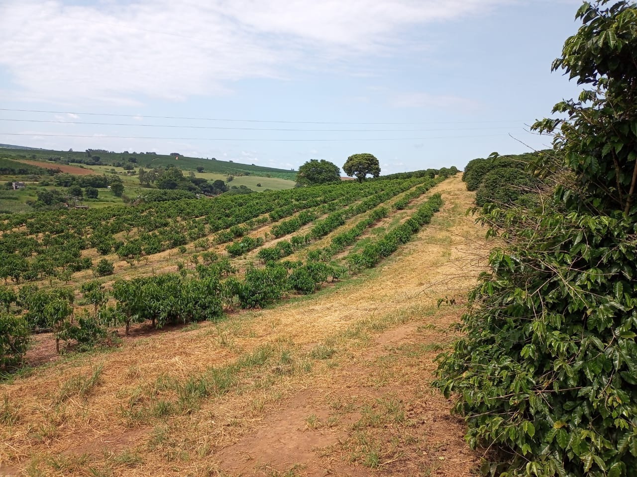 Chácara à venda com 3 quartos, 680000m² - Foto 4