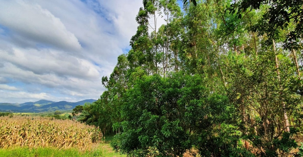 Terreno à venda, 400000m² - Foto 6